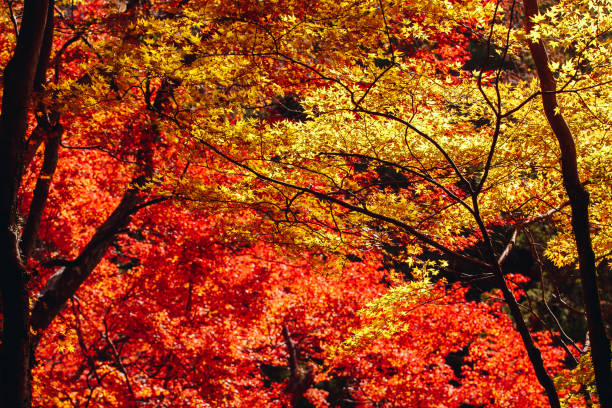 istock Autumn season mid November in Japan 962379608