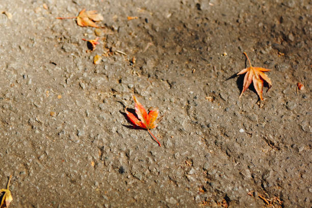 Autumn season mid November in Japan stock photo