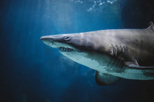 istock Sharks in the water 962379682