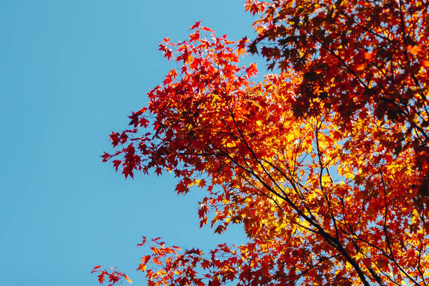 Autumn season mid November in Japan stock photo