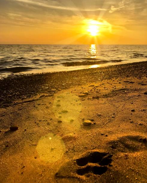 istock Dog Paws in the Sand 962386114
