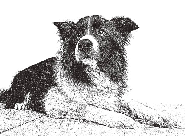 border-collie mixed-rasse hund angenommen werden in der hoffnung - mixed breed dog illustrations stock-grafiken, -clipart, -cartoons und -symbole