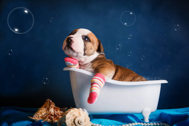 istock Puppy is washed in a bath with bubbles on a blue background 962387398
