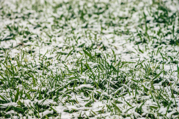 istock Green grass on lawn, covered with white snow. Crystals of ice on plants. Unexpected snow in springtime. Spring anomaly. Weather phenomenon. 962388198