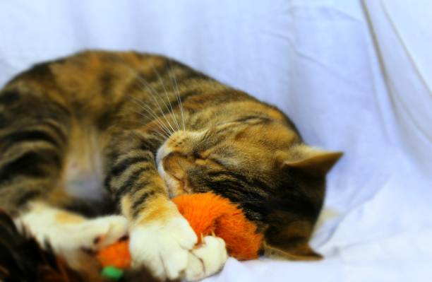 istock Torbie cat napping with catnip toy 962390726
