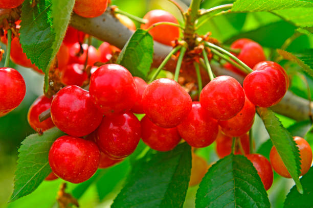 istock The ripe cherries are on the tree 962390938