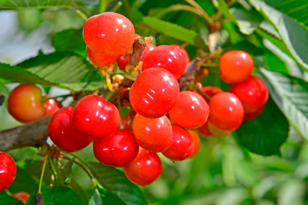 istock The ripe cherries are on the tree 962391000