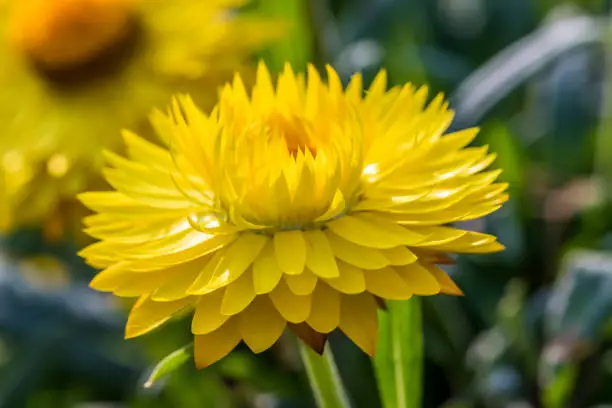 Yellow Flower Macro Photography