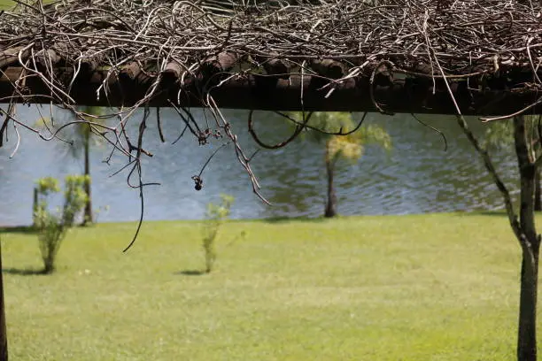 Gazebo with dry branches in the ceiling, green lawn in the background and sunny and unfocused lake in the background.