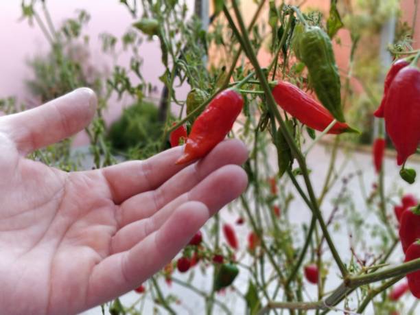 istock Pepper in the Garden 962394534