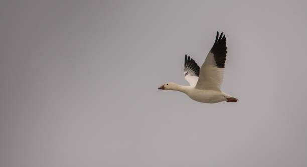 istock Snow goose flying toward the Arctic-4 962395236