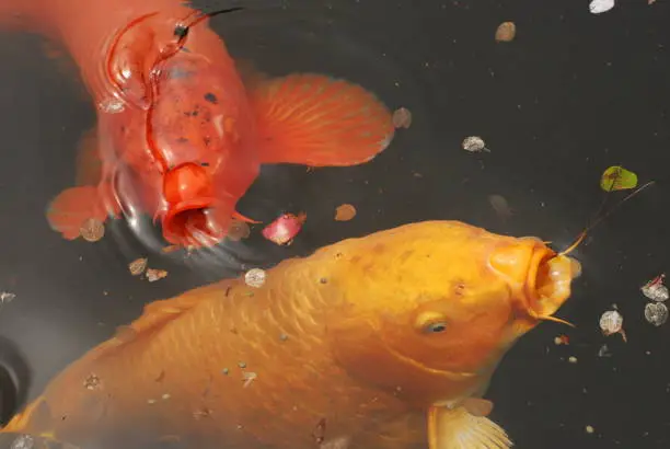 two koi in water