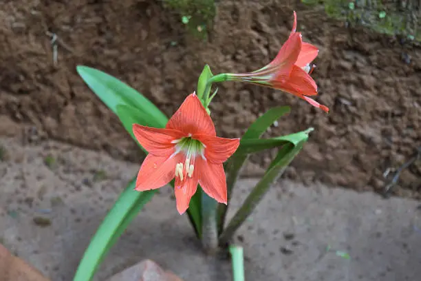 Orange Lily flower in garden