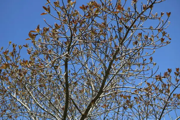 Tree with dry leaves and autumn blue sky.
