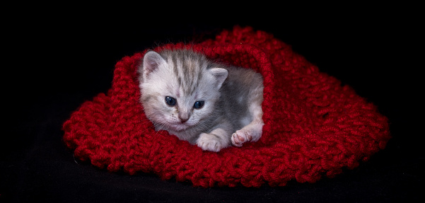Scottish Fold Kitten Posing in a Hat