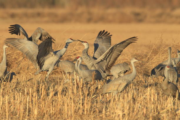 istock Sandhill Crane Bosque del Apache Wildlife Reserve New Mexico USA 962403276