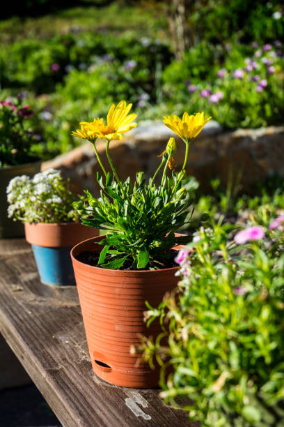 istock Terra Cotta Pots With Wildflowers In Garden 962406856