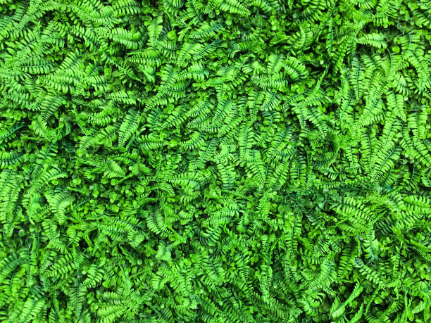 Photo of beautiful green ferns leaves,natural floral background texture.