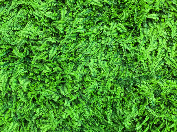 beautiful green ferns leaves,natural floral background texture. green,nature,fern,background,floral fern texture stock pictures, royalty-free photos & images