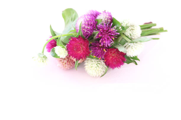 istock bouquet of Globe amaranth 962407298