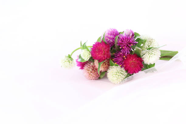 istock bouquet of Globe amaranth 962407300