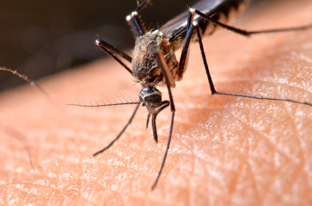 macro de moustiques virulents sur la peau humaine. - malaria parasite photos et images de collection