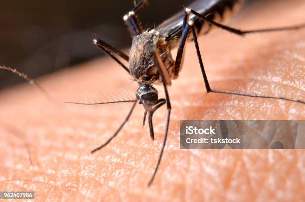 Macro Of Virulent Mosquitoes On Human Skin Stock Photo - Download Image Now - Mosquito, Stinging, Malaria