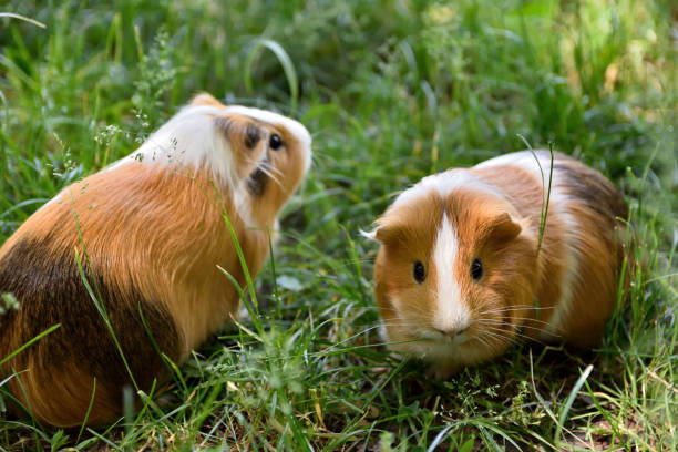 istock Guinea pigs close up in grass 962412436