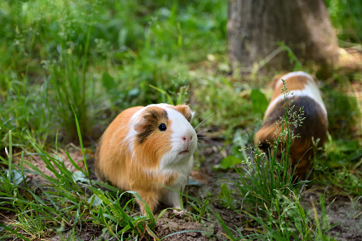 Guinea pigs close up in grass outdoors