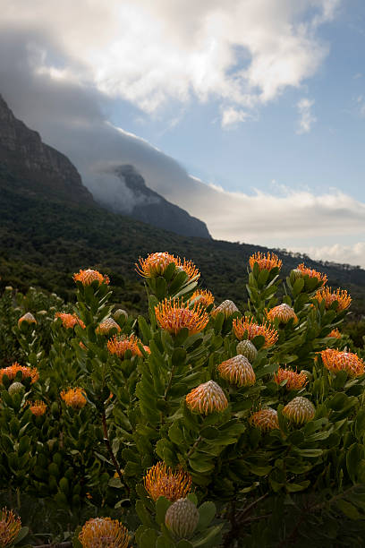 istock Kirstenbosch Botanical Gardens 96241481
