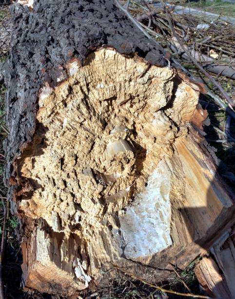 istock trunk of an old broken tree, the view from the fracture 962416094