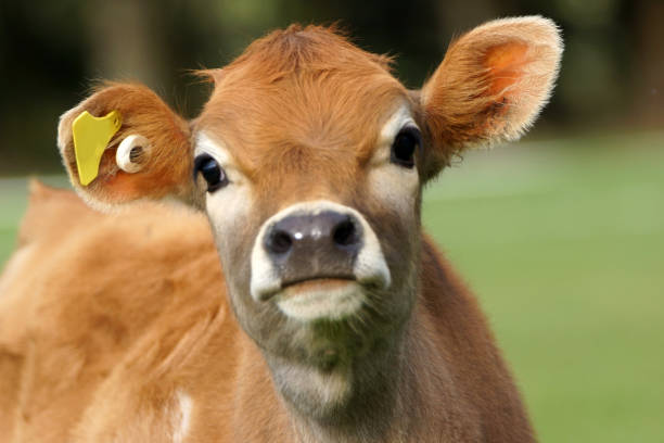 Baby Jersey Cow Baby Jersey Cow