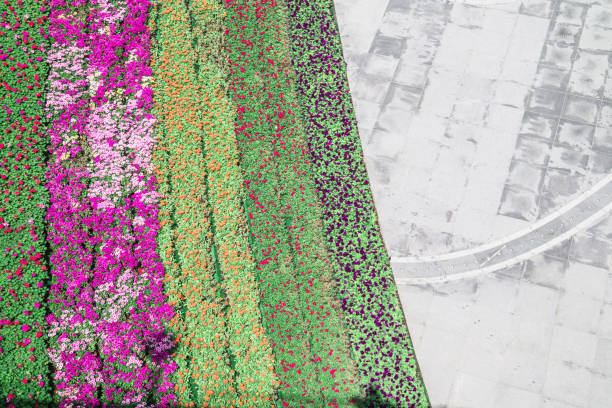 istock Colorful flowers and pavement 962419938