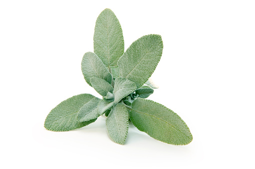 Fresh Sage (herb) isolated on white background