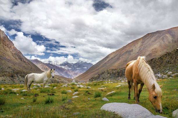 istock The Land Of Ladakh 962421916