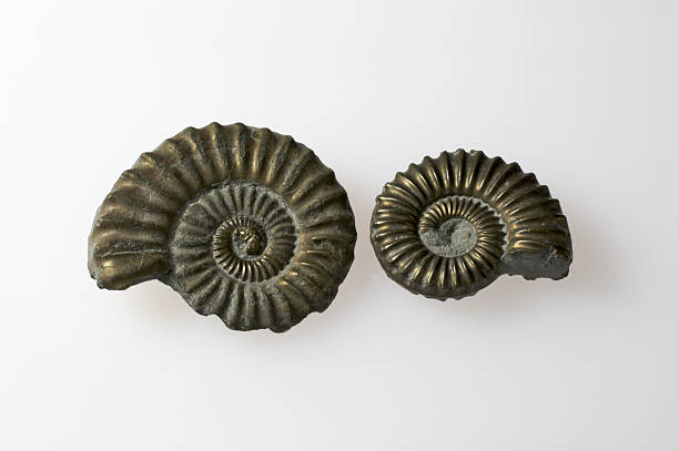 Ammonite fossils stock photo