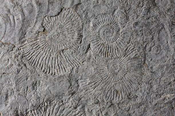 Fossils stock photo