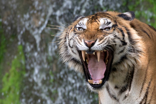 istock Asian tigers are roaring. 962426650