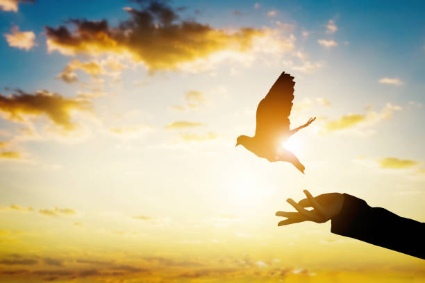 Silhouette pigeon bird flying out. stock photo