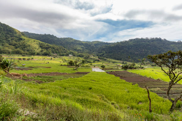 terrazze di verdure e riso vicino a moni - tenggara foto e immagini stock