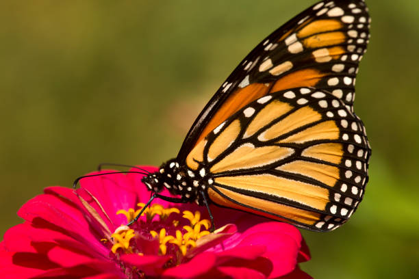 istock Monarch butterfly on a dahlia flower in Connecticut. 962430038