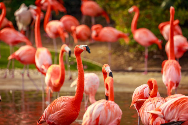 istock Flamboyance of Flamingos 962430804
