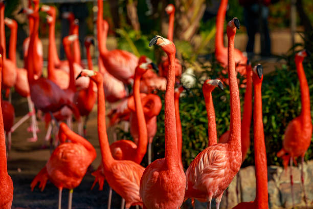 istock Flamboyance of Flamingos 962430890