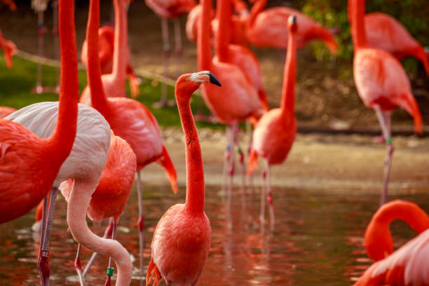istock Flamboyance of Flamingos 962431294