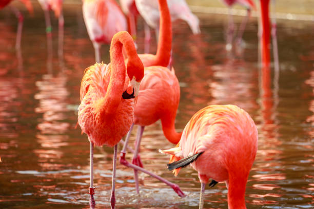 istock Flamboyance of Flamingos 962431318