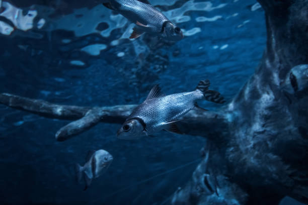 istock fish swimming in a pond 962433736