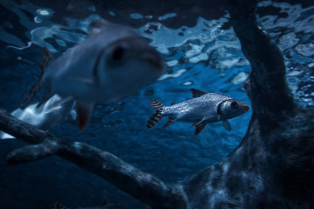 istock fish swimming in a pond 962433738