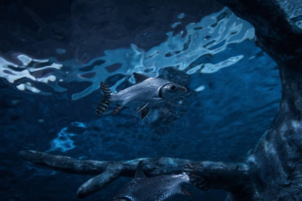 istock fish swimming in a pond 962433760