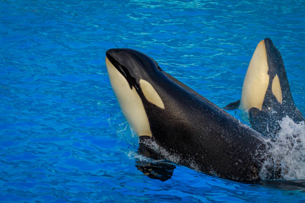 istock Killer Whales in water 962434444