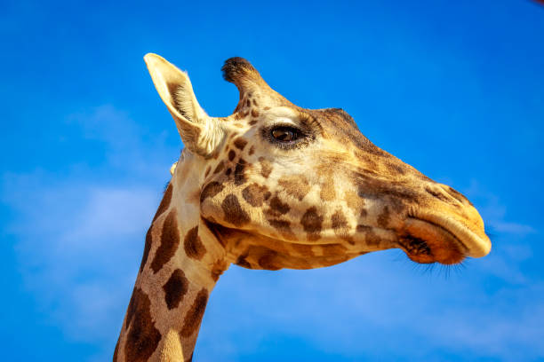 San Diego Zoo Safari Park Fotos afbeeldingen, beelden en stockfoto's